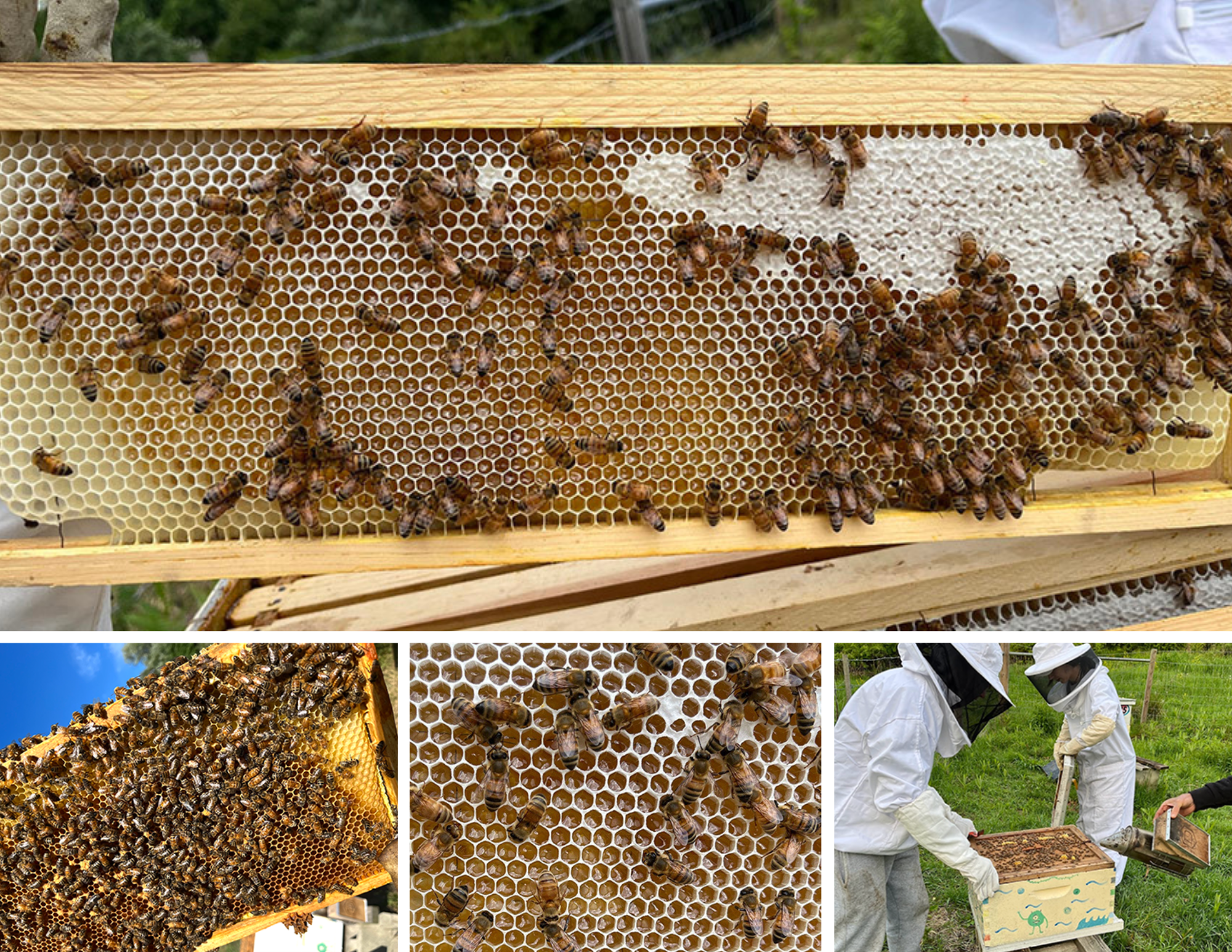 BeekeepingCollage
