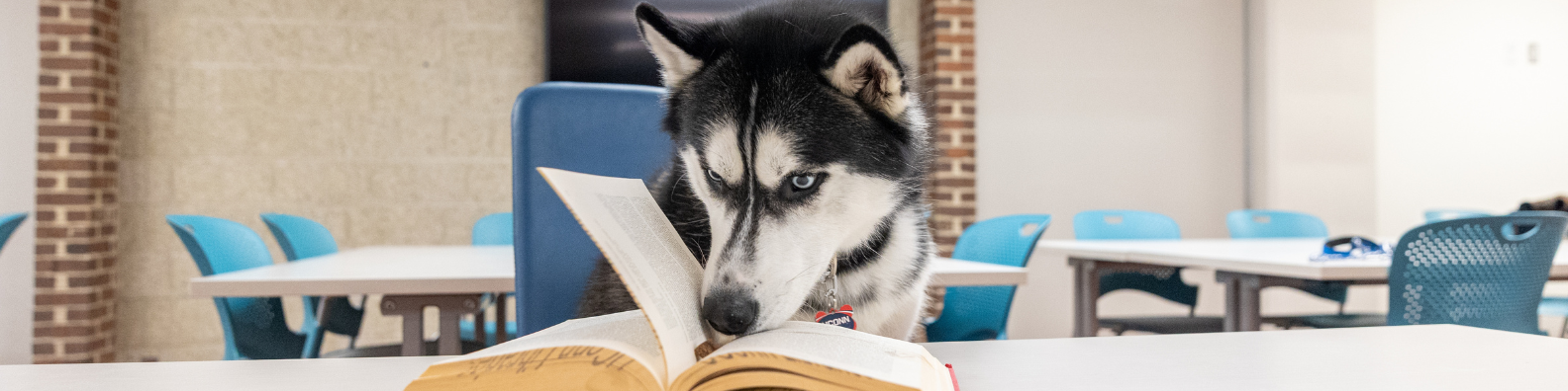 Jonathan Husky looking sniffing a book in a study space with blue chairs