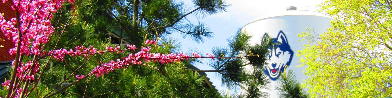 Pink flowering tree and green flowering tree with UConn water tower in the background
