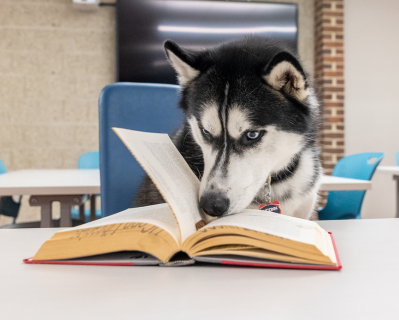 Jonathan Husky looking sniffing a book in a study space with blue chairs