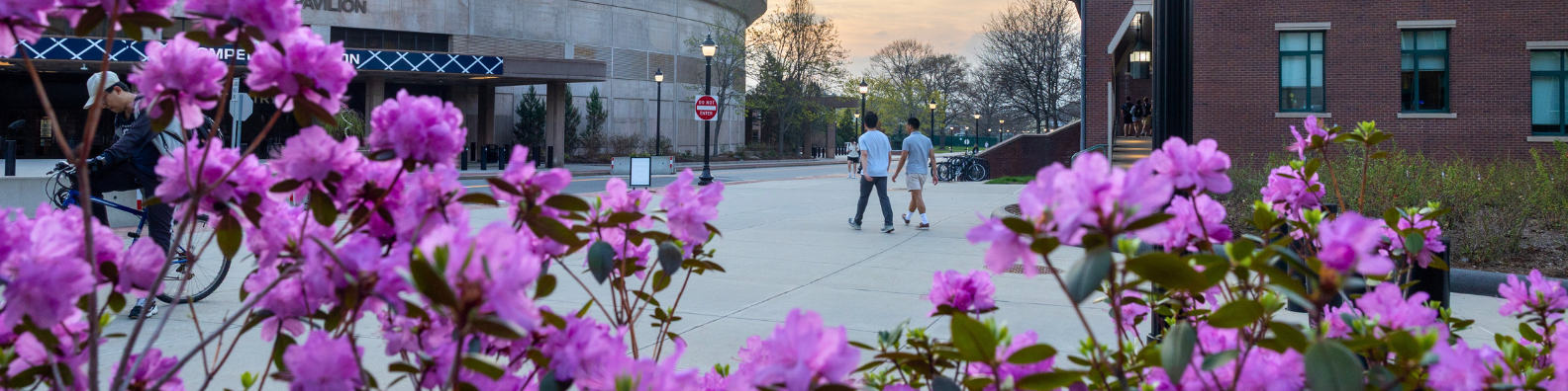 pink blossoms in front of gampel pavilion